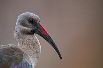 Hadada / Hadeda ibis (Bostrychia hagedash) head portrait, Zimanga Private Nature Reserve, KwaZulu Natal, South Africa