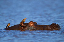RF - Hippopotamus, (Hippopotamus amphibius), Zimanga Private Nature Reserve, KwaZulu Natal, South Africa