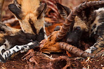 African Wild Dog / Painted Dog, (Lycaon pictus) feeding on carcass, Zimanga Private Nature Reserve, KwaZulu Natal, South Africa