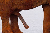 African bush elephant, (Loxodonta africana) penis, Zimanga Private Nature Reserve, KwaZulu Natal, South Africa