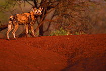 African Wild Dog / Painted Dog, (Lycaon pictus) looking at camera, Zimanga Private Nature Reserve, KwaZulu Natal, South Africa