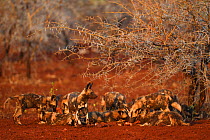 African Wild Dog / Painted Dog pack (Lycaon pictus) eating carcass, Zimanga Private Nature Reserve, KwaZulu Natal, South Africa
