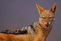 Black-backed jackal (Canis mesomelas), licking nose, Zimanga Private Nature Reserve, KwaZulu Natal, South Africa