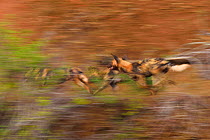 African Wild Dog / Painted Dog, (Lycaon pictus) group running, blurred motion, Zimanga Private Nature Reserve, KwaZulu Natal, South Africa