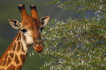 Southern Giraffe (Giraffa camelopardalis), Zimanga Private Nature Reserve, KwaZulu Natal, South Africa