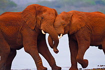 RF - African bush elephant, (Loxodonta africana), two playing, Zimanga Private Nature Reserve, KwaZulu Natal, South Africa
