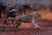 African lion, (Panthera leo) confronted by a herd of African buffalo / Cape buffalo (Syncerus caffer), Zimanga Private Nature Reserve, KwaZulu Natal, South Africa