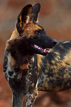 RF - African Wild Dog / Painted Dog, (Lycaon pictus) Zimanga Private Nature Reserve, KwaZulu Natal, South Africa