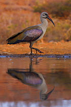 Hadada / Hadeda ibis (Bostrychia hagedash) at waterhole, Zimanga Private Nature Reserve, KwaZulu Natal, South Africa