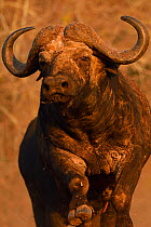 African buffalo / Cape buffalo (Syncerus caffer) portrait, Zimanga Private Nature Reserve, KwaZulu Natal, South Africa