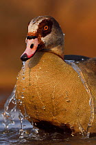 Egyptian goose (Alopochen aegyptiacus) bathing, Zimanga Private Nature Reserve, KwaZulu Natal, South Africa