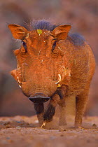 Common Warthog (Phacochoerus africanus) portrait, Zimanga Private Nature Reserve, KwaZulu Natal, South Africa