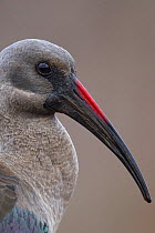 Hadada / Hadeda ibis (Bostrychia hagedash) close up portrait, Zimanga Private Nature Reserve, KwaZulu Natal, South Africa