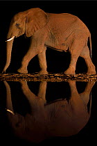 African bush elephant, (Loxodonta africana) reflected in waterhole, Zimanga Private Nature Reserve, KwaZulu Natal, South Africa