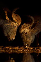 African buffalo / Cape buffalo (Syncerus caffer), two head to head at waterhole, Zimanga Private Nature Reserve, KwaZulu Natal, South Africa