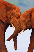 African bush elephant, (Loxodonta africana) two head to head playing, Zimanga Private Nature Reserve, KwaZulu Natal, South Africa