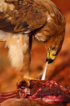 Tawny eagle (Aquila rapax) feeding on carcass, Zimanga Private Nature Reserve, KwaZulu Natal, South Africa