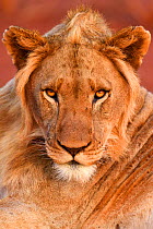African lion (Panthera leo) young male, portrait, Zimanga Private Nature Reserve, KwaZulu Natal, South Africa. A