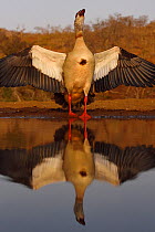 Egyptian goose (Alopochen aegyptiacus) with wings spread at water, Zimanga Private Nature Reserve, KwaZulu Natal, South Africa