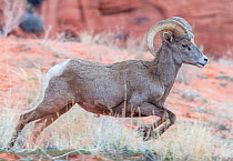 Bighorn sheep (Ovis canadensis) male running, Valley of Fire State Park, Great Basin Desert, Nevada, USA.