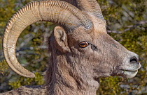 Bighorn sheep (Ovis canadensis) male heaD portrait, Valley of Fire State Park, Great Basin Desert, Nevada, USA.