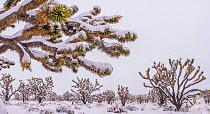 Cima Dome Joshua tree forest in a late-season blizzard. Joshua trees (Yucca brevifolia) and Mojave yuccas (Yucca schidigera) covered in a heavy blanket of snow. Mojave Natural Preserve, Mojave Desert,...