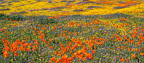 Flowering Goldfields (Lasthenia californica) and California poppies (Eschscholzia californica) with Gilia flowers intermixed. Antelope Valley California State Poppy Reserve, Antelope Buttes, Mojave De...