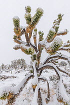 Cima Dome Joshua tree forest in a late-season blizzard. Joshua trees (Yucca brevifolia) and Mojave yuccas (Yucca schidigera) covered in a heavy blanket of snow. Mojave Natural Preserve, Mojave Desert,...