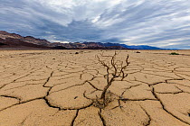 Cracked mud patterns across the valley floor. This mud came from a mudslide and boulders and vegetation were locked into place by the river of mud.  Bandwater, Death Valley National Park,  Mojave Dese...