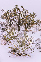 Joshua trees (Yucca brevifolia) and Mojave yuccas (Yucca schidigera) are drapped by a heavy blanket of snow.  California. Mojave Natural Preserve, Mojave Desert, Cima Dome Joshua tree forest in late s...
