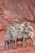 Bighorm sheep (Ovis canadensis) males grouped together before the rutting season. Valley of Fire State Park, Nevada, USA, February.