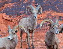 Bighorm sheep  (Ovis canadensis) males grouped together before the rutting season. Valley of Fire State Park, Nevada, USA, February.