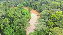 Aerial shot flying low over pristine tropical rainforest along the Rio Shiripuno, a tributary of the Amazon, Pastaza, Ecuador, May 2017. (non-ex)