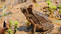 Slow motion clip of a Crested forest toad (Rhinella margaritifera) leaping, Orellana Province, Ecuador, 2018. (non-ex)
