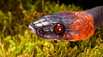 Tropical flat snake (Siphlophis compressus) sensing with its tongue, Orellana Province, Ecuador. (non-ex)