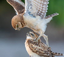 Burrowing owl (Athene cunicularia), two chicks aged 8 weeks, playing. Marana, Arizona, USA. June.