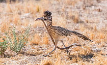 Greater roadrunner (Geococcyx californianus) running to feed brood with snake in beak. Catalina State Park, Sonoran Desert, Arizona, USA. June.