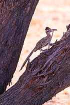 Greater roadrunner (Geococcyx californianus) with snake in beak, perched in tree. Catalina State Park, Sonoran Desert, Arizona, USA. June.