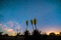 Soaptree yucca (Yucca elata) flowering at night, under starry sky. Cochise Stronghold, Dragoon Mountains, Coronado National Forest, Arizona, USA. June.