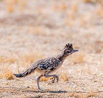 Greater roadrunner (Geococcyx californianus). Catalina State Park, Sonoran Desert, Arizona, USA. June.