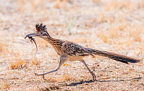 Greater roadrunner (Geococcyx californianus) running to feed brood with Lizard prey in beak. Catalina State Park, Sonoran Desert, Arizona, USA. June.