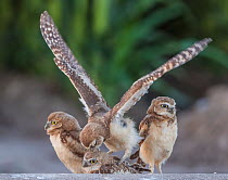 Burrowing owl (Athene cunicularia), four chicks aged 8 weeks. Marana, Arizona, USA. June.