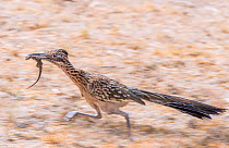 Greater roadrunner (Geococcyx californianus) running to feed brood with Lizard prey in beak. Catalina State Park, Sonoran Desert, Arizona, USA. June.