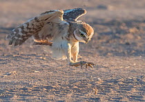 Burrowing owl (Athene cunicularia) chick aged 10 weeks practising hunting through chasing crickets and dragonflies. Marana, Sonoran Desert, Arizona, USA. July.