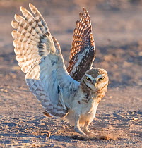 Burrowing owl (Athene cunicularia) chick aged 10 weeks landing, practising hunting through chasing crickets and dragonflies. Marana, Sonoran Desert, Arizona, USA. July.