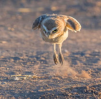 Burrowing owl (Athene cunicularia) chick aged 10 weeks practising hunting, chasing crickets and dragonflies. Marana, Sonoran Desert, Arizona, USA. July.