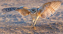 Burrowing owl (Athene cunicularia) chick aged 10 weeks practice hunting. Marana, Sonoran Desert, Arizona, USA. July.