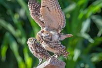 Burrowing owl (Athene cunicularia) three chicks aged 10 weeks, playing. Marana, Arizona, USA. July.