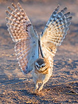 Burrowing owl (Athene cunicularia) chick aged ten weeks practicing hunting through pouncing on Cricket. Marana, Arizona, USA. July.