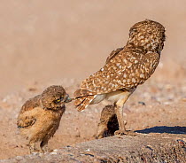 Burrowing owl (Athene cunicularia) chick pestering female by tugging at tail feathers. Marana Arizona, USA. May.